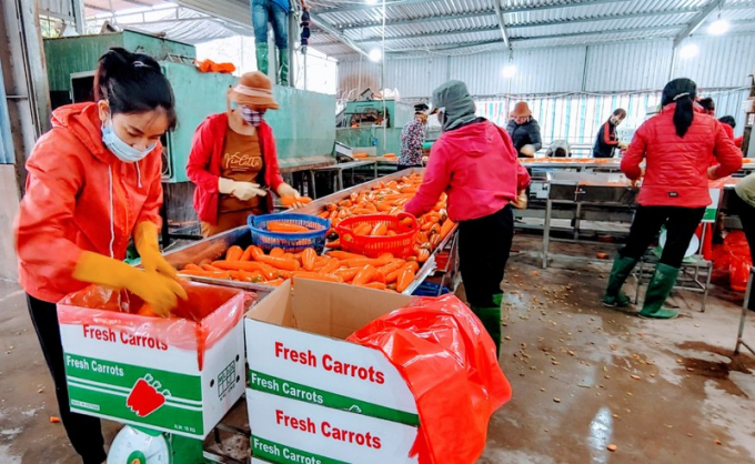 Hai Duong Le premier lot de carottes de l année 2022 part en Corée du Sud
